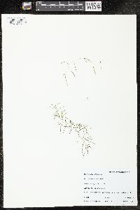 Image of Potamogeton spirillus