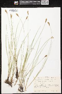 Carex praegracilis image