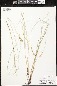 Carex prairea image