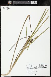 Sparganium americanum image