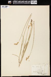 Carex bicknellii image