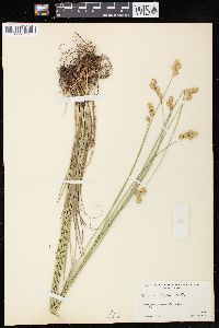 Carex bicknellii image