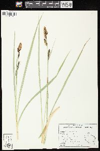 Carex bigelowii image