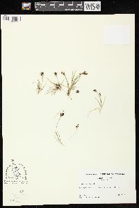 Image of Carex bicolor