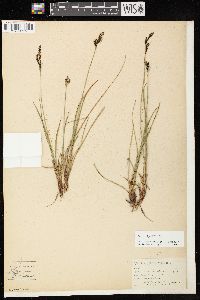 Carex bigelowii image