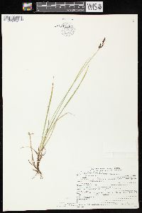 Carex bigelowii image