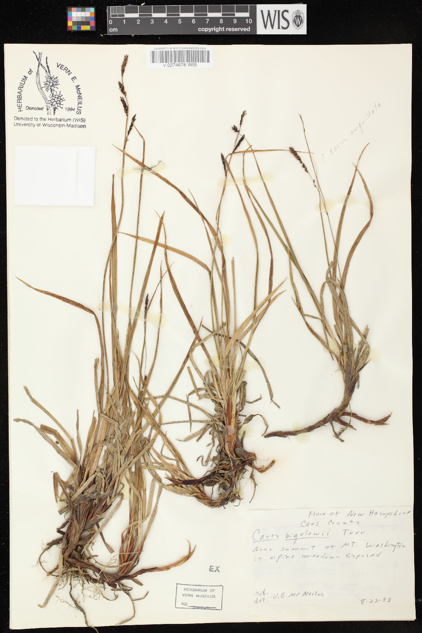 Carex bigelowii image