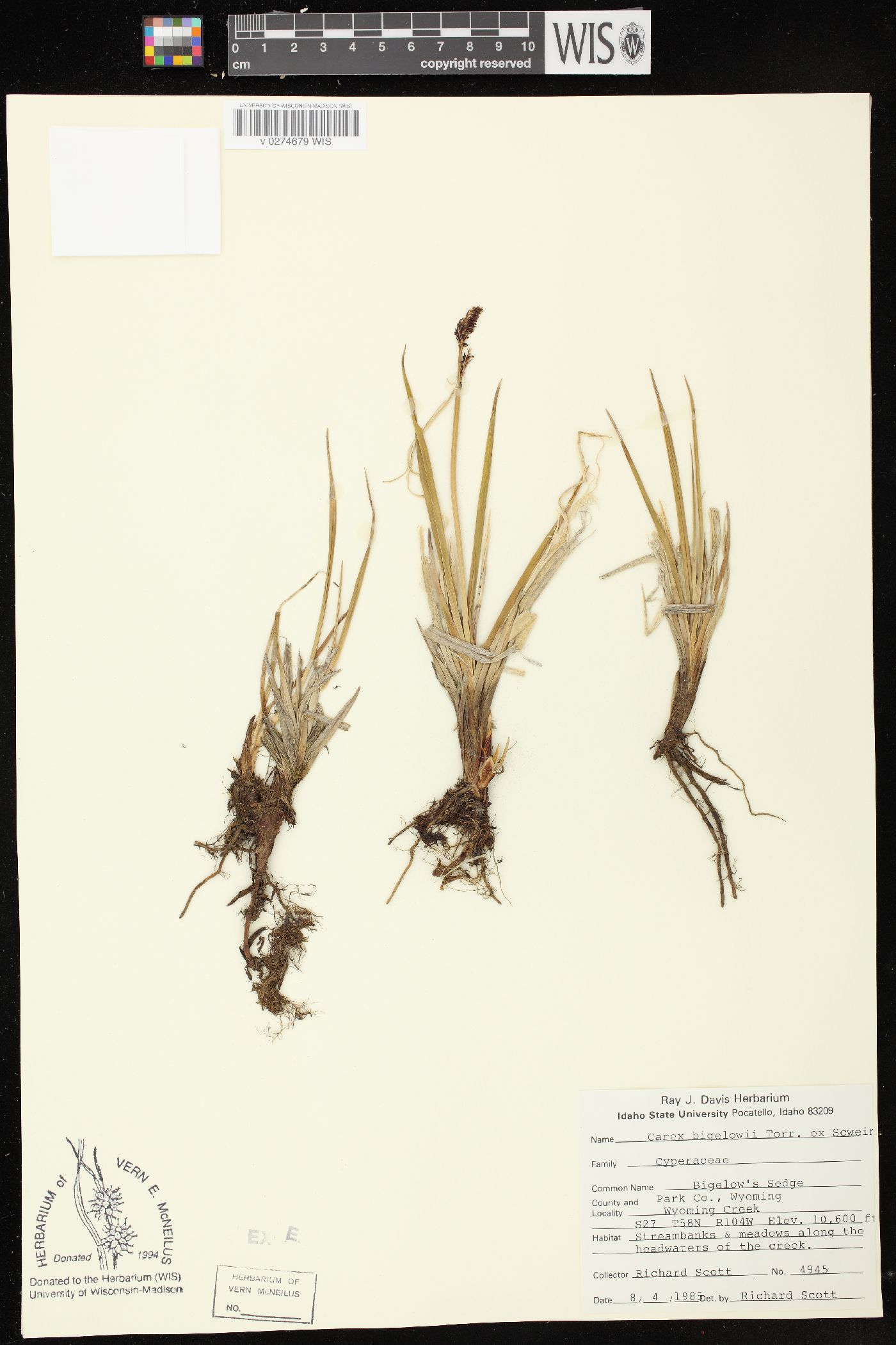 Carex bigelowii image