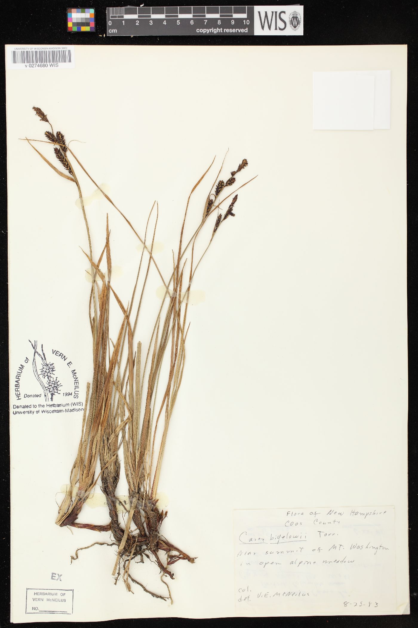 Carex bigelowii image