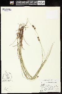 Carex bushii image