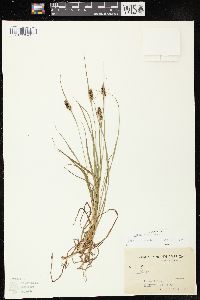 Carex bushii image