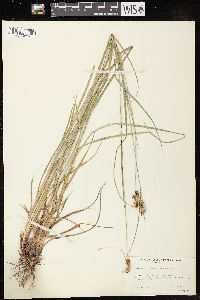 Carex bushii image