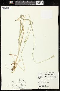 Carex cephaloidea image