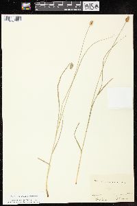 Carex cephaloidea image