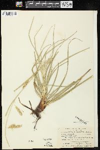 Carex cherokeensis image