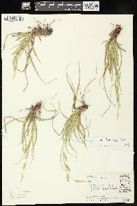 Carex cherokeensis image