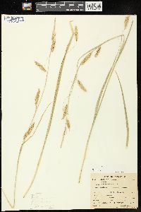 Carex cherokeensis image