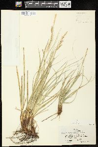 Carex cherokeensis image