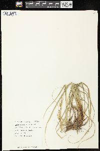 Carex cherokeensis image