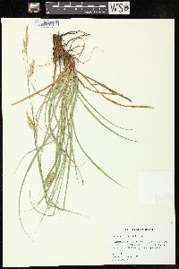 Carex cherokeensis image