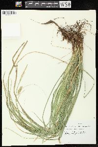 Carex cherokeensis image