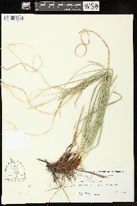 Carex cherokeensis image