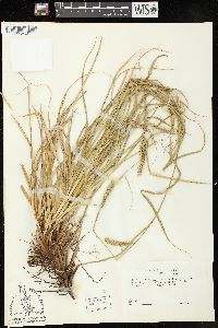 Carex cherokeensis image