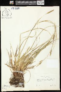 Carex cherokeensis image