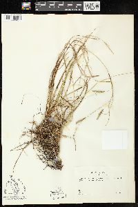 Carex cherokeensis image