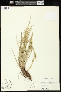 Carex cherokeensis image