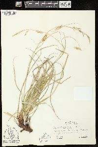 Carex cherokeensis image