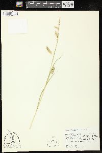 Carex cherokeensis image