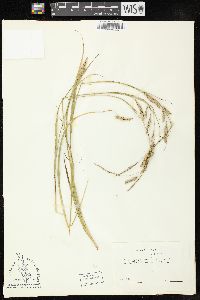 Carex cherokeensis image