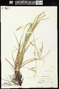 Carex cherokeensis image