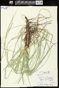 Carex cherokeensis image