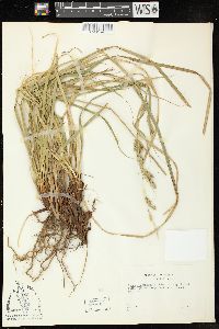 Carex cherokeensis image