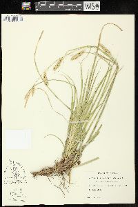 Carex cherokeensis image