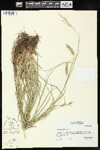 Carex cherokeensis image