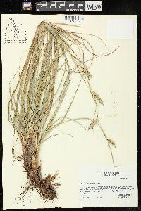 Carex cherokeensis image