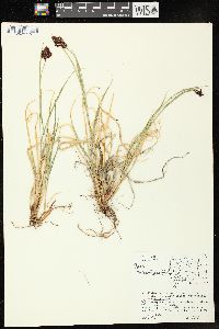 Carex chalciolepis image