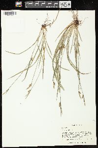 Carex chapmanii image