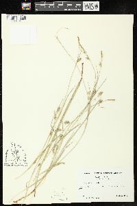 Image of Carex chapmanii
