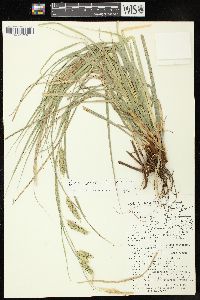 Carex cherokeensis image