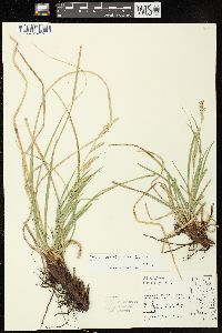 Carex cherokeensis image