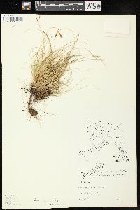 Carex circinata image