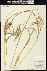 Carex crinita var. crinita image