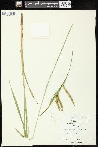 Carex crinita var. gynandra image