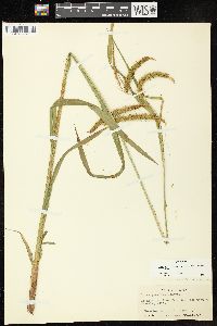 Carex crinita var. gynandra image