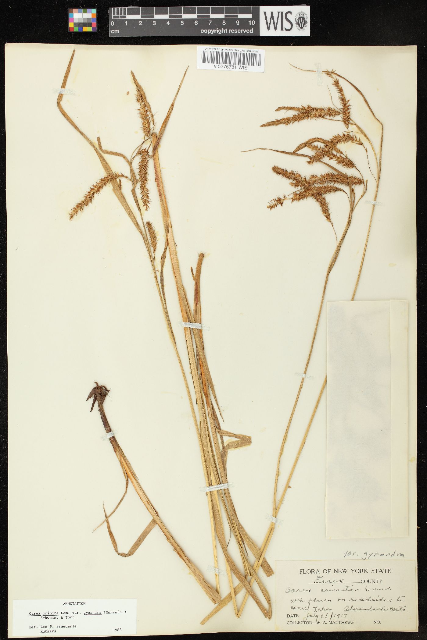 Carex gynandra image