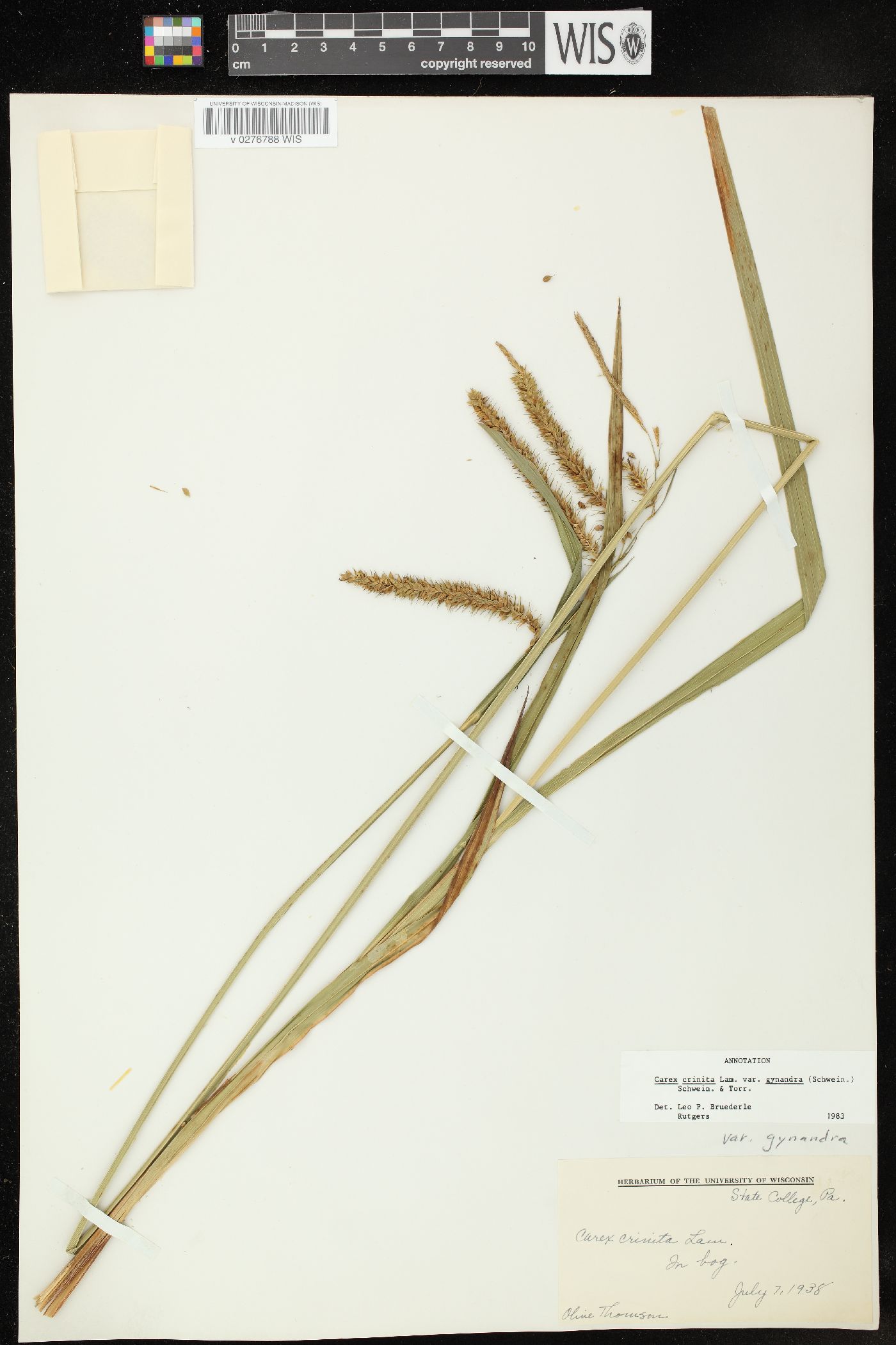 Carex gynandra image